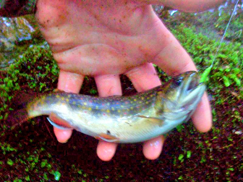 Brookie01