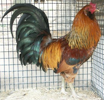 1rooster