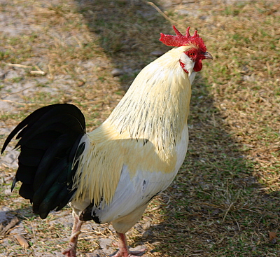 2rooster