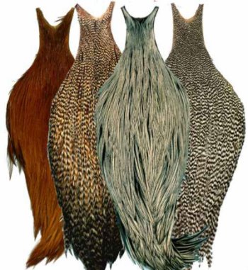 feathers