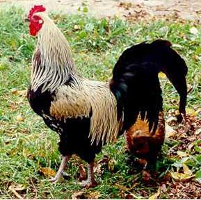 rooster