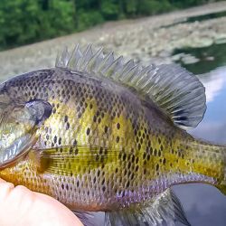 Bluegill On Gurgler Fly