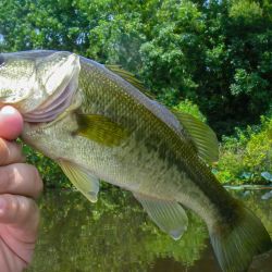 Bass on the Fly