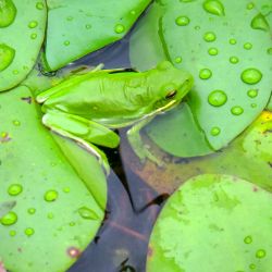 American Green Tree Frog