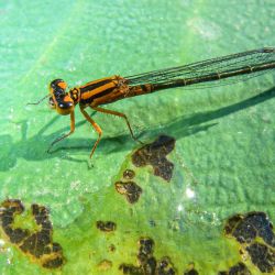 Dragonfly