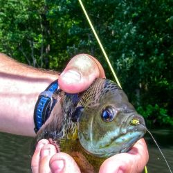 Bluegill On Fly
