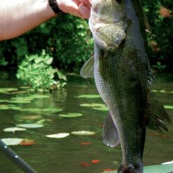 Big Largemouth Bass