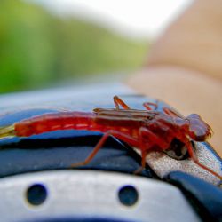 Dragonfly Nymph