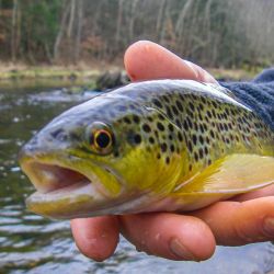South Holston Brown Trout