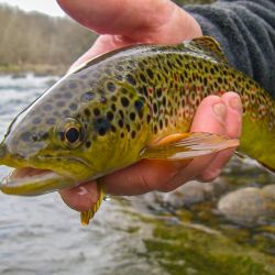 South Holston Brown Trout