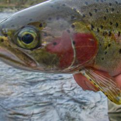 South Holston Rainbow Trout