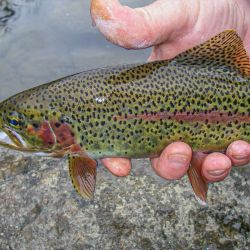 South Holston Rainbow Trout
