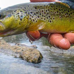 South Holston Brown Trout