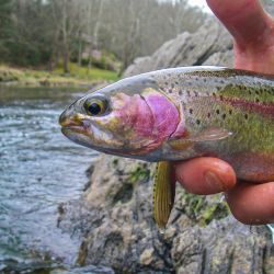 South Holston Rainbow Trout
