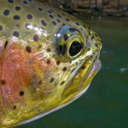 Watauga River Rainbow