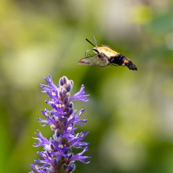 Snowberry Clearwing Moth
