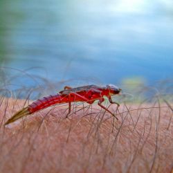 Dragon Fly Nymph