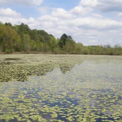 Lilly Pads Pond