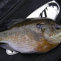 Bluegill Topwater Gurgler