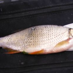 Gizzard Shad