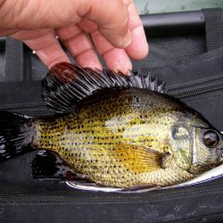 Flier Fish