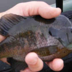 Bluegill Gurgler