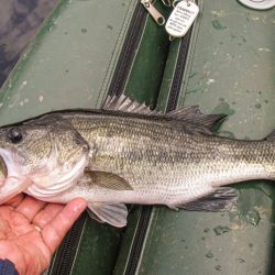 Largemouth Bass Topwater