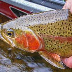 Watauga River Rainbow