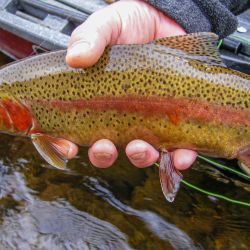 Watauga River Rainbow