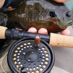 Bluegill on Gurgler