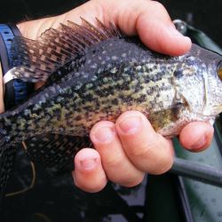 White Crappie