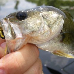 Bass on Gurgler