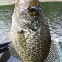 White Crappie