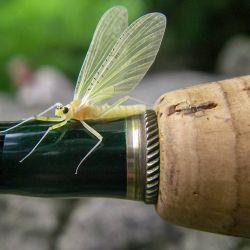 Yellow Quill Mayfly