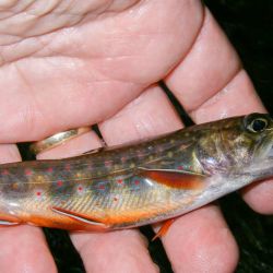 Brook Trout