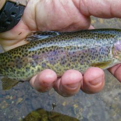 Wild Rainbow