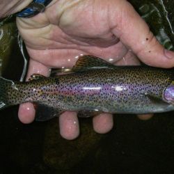 Wild Rainbow