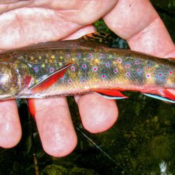 Wild Brook Trout