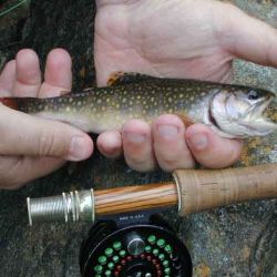 Brook Trout Yellowstone Prong