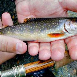 Brook Trout Upper Falls