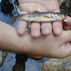 Brookie on Dry Fly