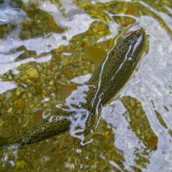 Fly Fishing Appalachia