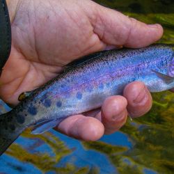 GSMNP Rainbow Trout