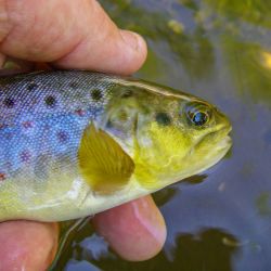 Upper Creek Brown Trout