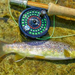 Fly Fishing NC Mountain Trout