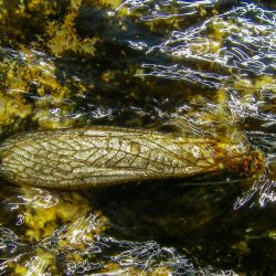 Salmonfly