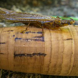 Salmonfly