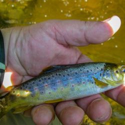 Upper Creek Brown Trout