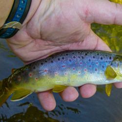 Upper Creek Brown Trout