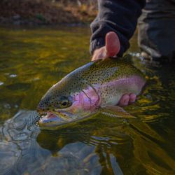 Big Rainbow Trout